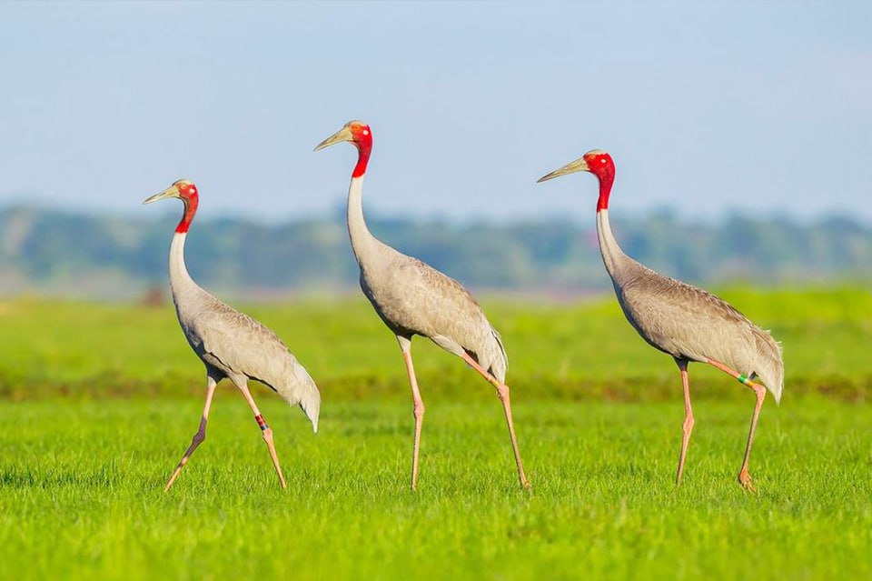 Sarus Crane Birding Tour at Ang Trapeang Thmor